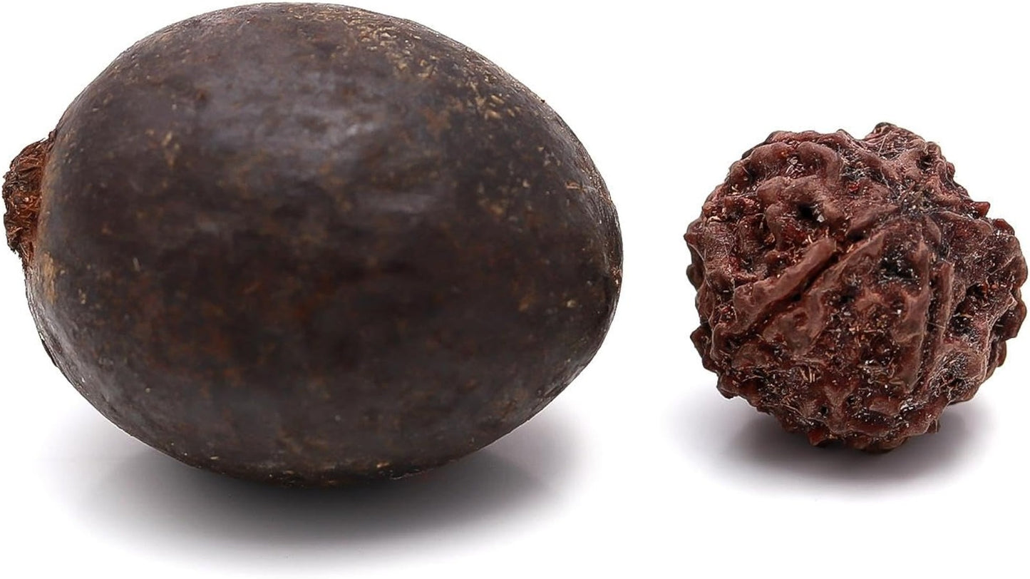 Natural Rudraksha Fruit