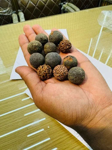 Natural Rudraksha Fruit