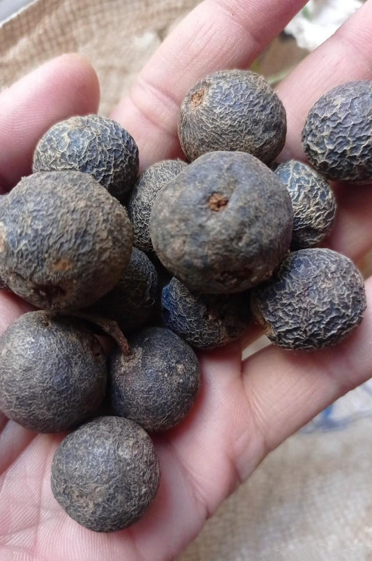 Natural Rudraksha Fruit